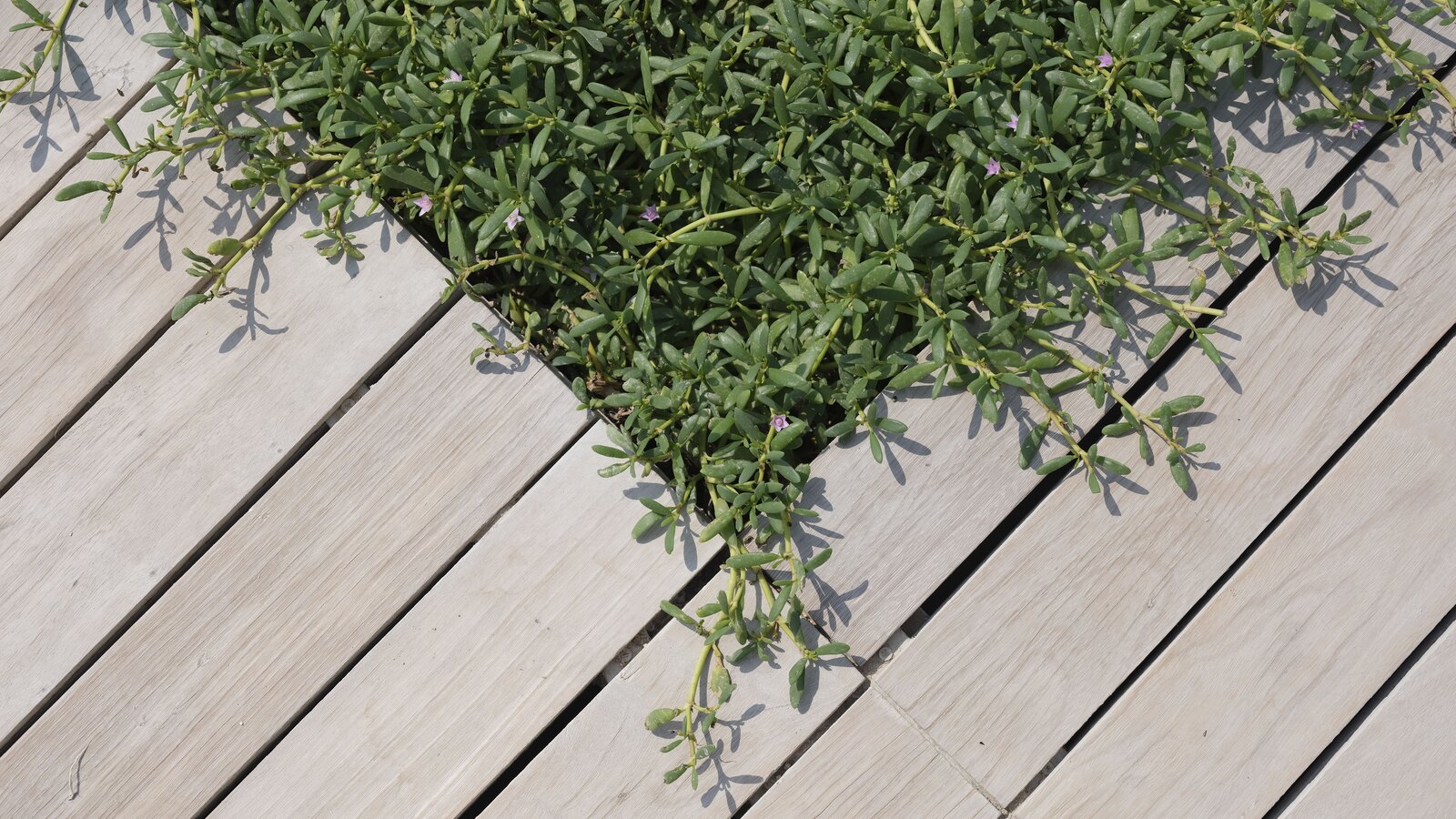Decking