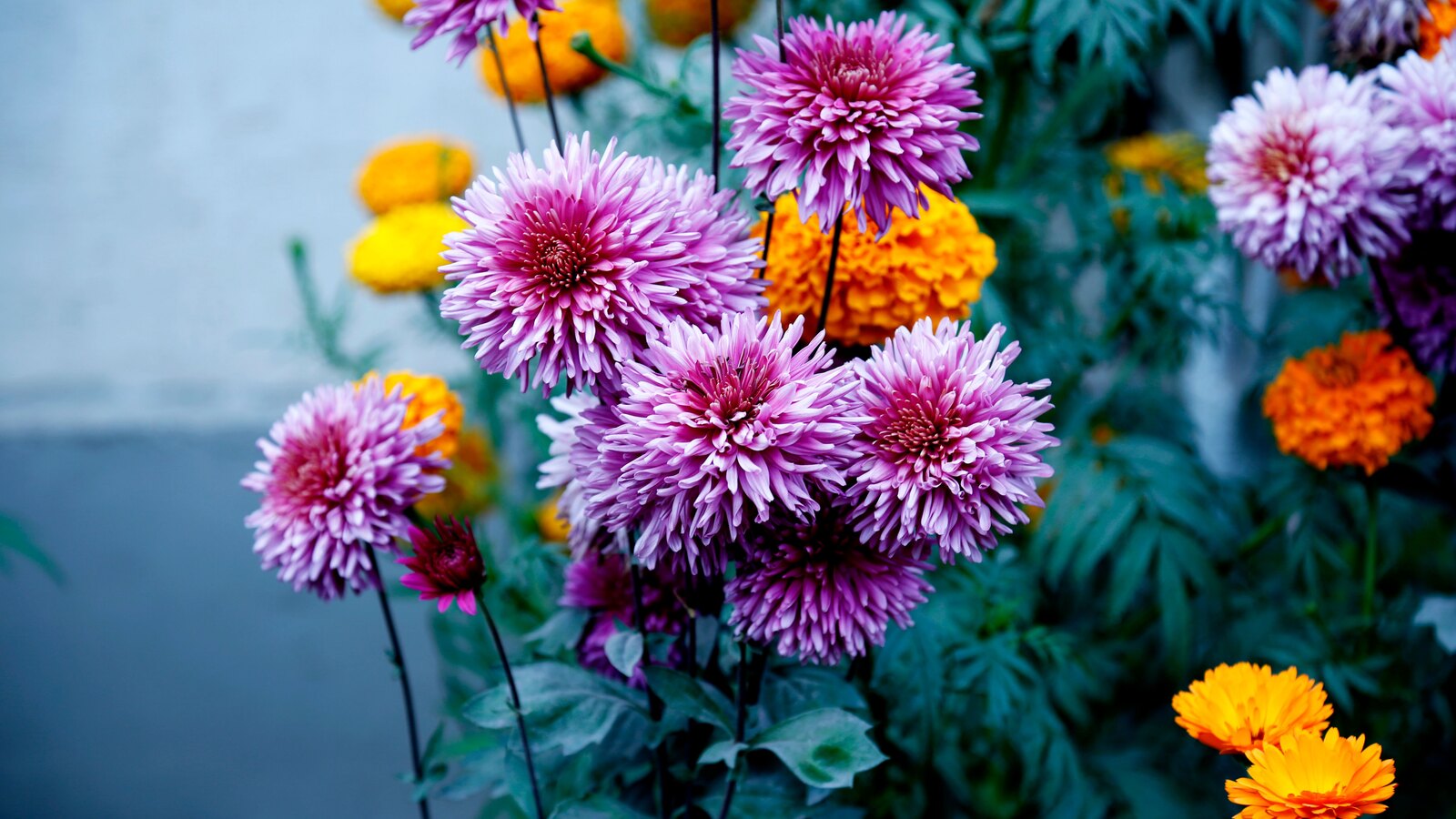 Planting schemes